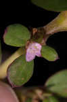 Desert horsepurslane